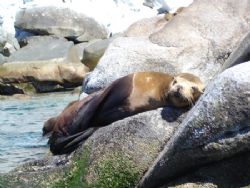 One of the Sea Lions, from the colony in Bahia de Los Fra... by Ash Pickering 